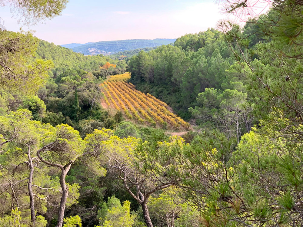 Conseils & sélection de vins - spiritueux
