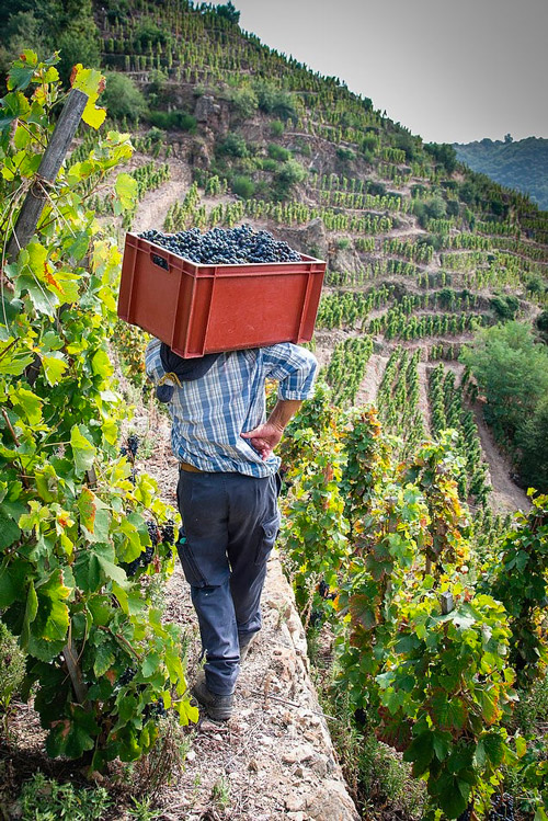 Conseils & sélection de vins - spiritueux